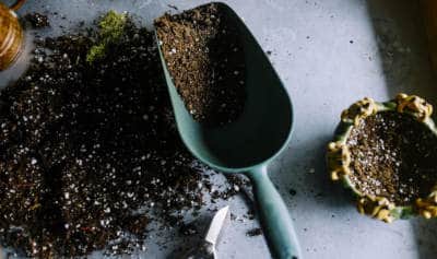 Best Potting Soil for Bonsai Trees