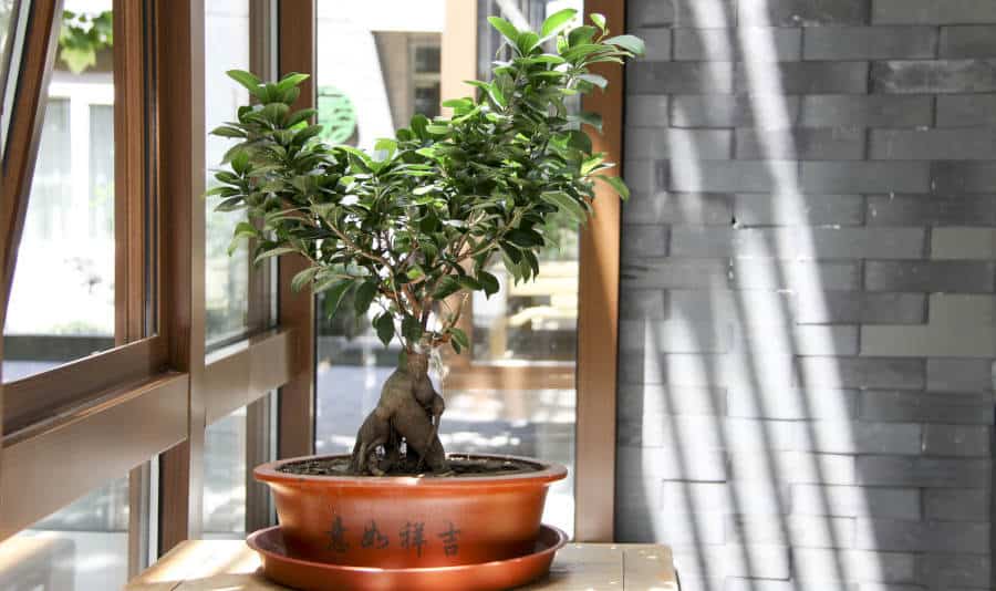 Bonsai Tree in a garden window