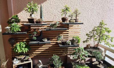 What Is the Best Bonsai Style for Beginners?