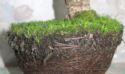 How Do You Trim the Roots of a Bonsai Tree?